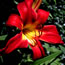Hemerocallis Spiderman